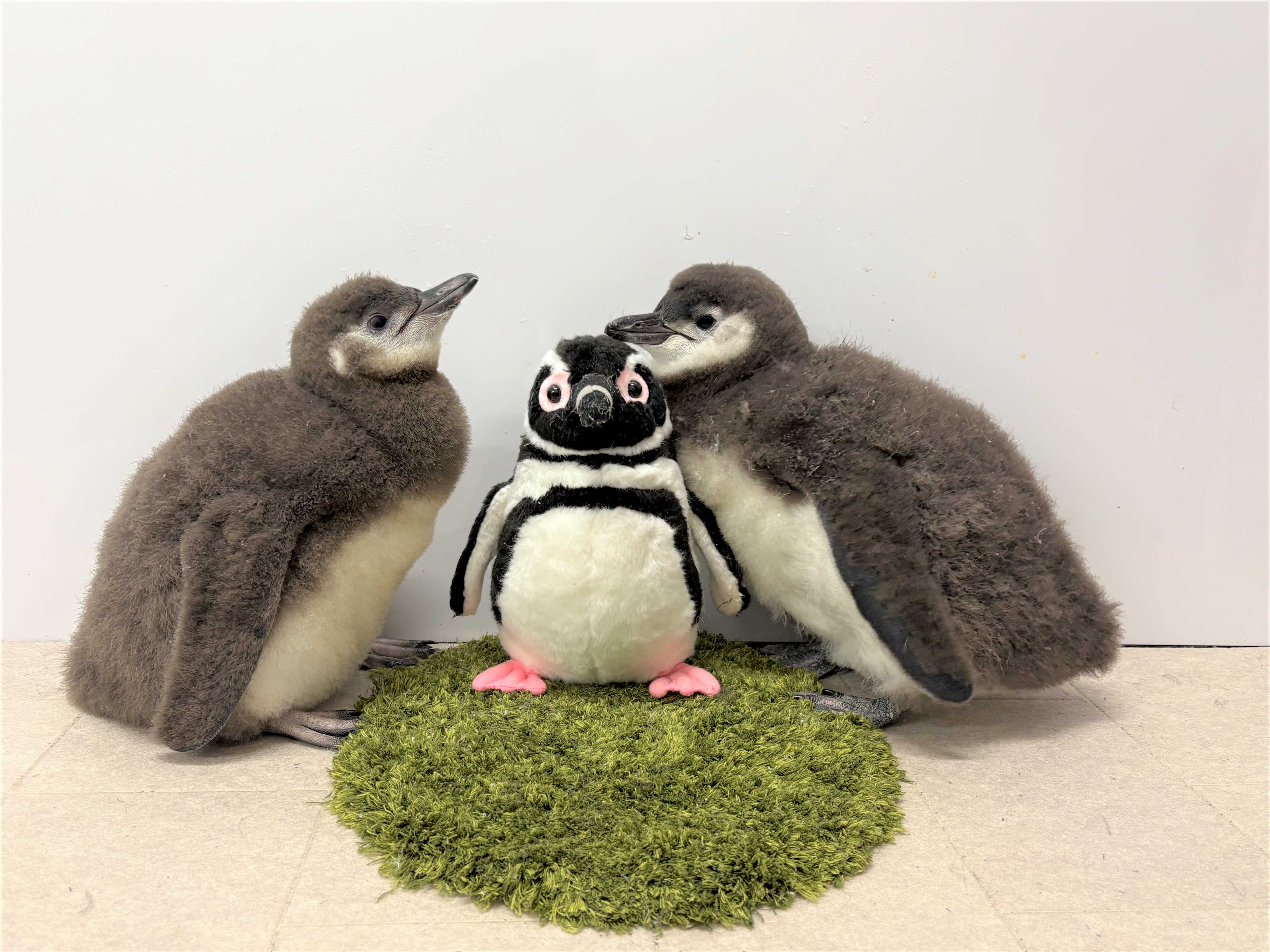 オリックス株式会社